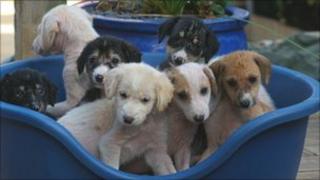 Saluki cross puppies found abandoned