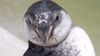 The Humboldt penguin