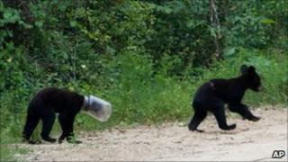 Cub with jar on head - 31 July 2010