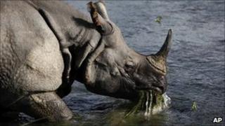 A one horn rhino in Nepal's Chitwan National Park on 1 August 2010