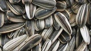 Sunflower seeds