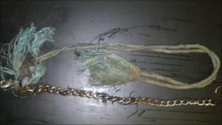 The chain which was embedded in the dog's neck