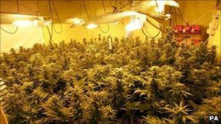 A 'cannabis factory' in Woolwich, London raided by police in 2006