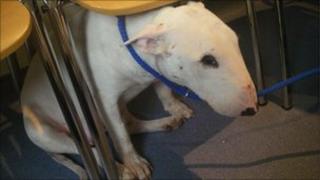 The rescued dog