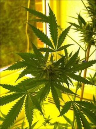 Cannabis plant