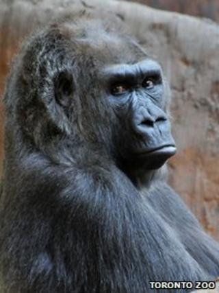 Samantha the 37 year old lowland gorilla