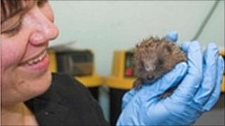 An injured hedgehog