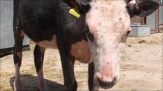 Harriet, the bald cow