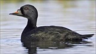 Common scoter duck