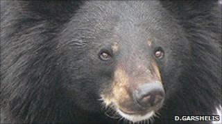 Asiatic Black Bear (Photo: David Garshelis)