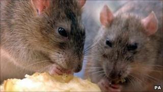 Rats nibbling on discarded food in central London