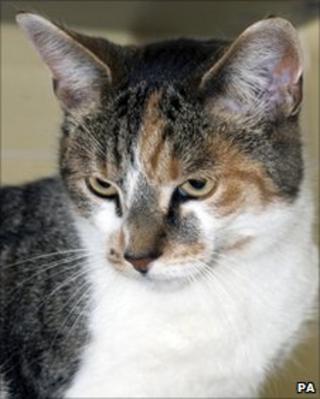 Rella the cat