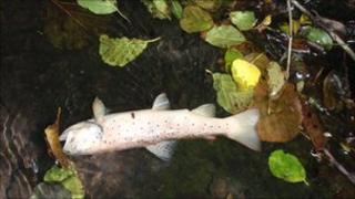 Dead fish in a tributary of the River Line in East Sussex