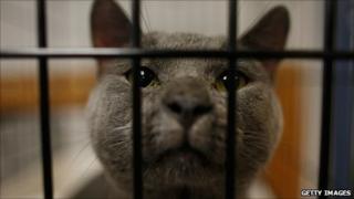 Shelter cat