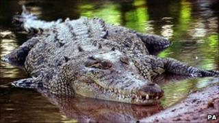 A crocodile