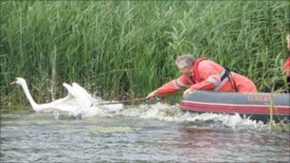 Swan rescue