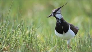 Lapwing (rspb-images.com)