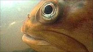 Sea trout