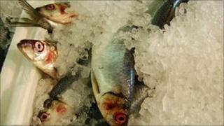 Fish for sale