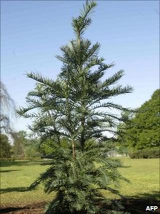 Wollemi Pine