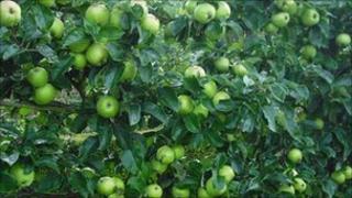 Apples