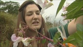 Emma Harrington removing Himalayan balsam