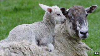 ewe and lamb