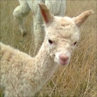 The returned alpaca at the farm in Hartlip, Kent