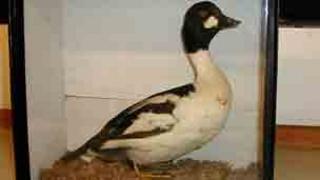 Stuffed duck