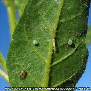 Tobacco plant with Geocoris insect, its tobacco hornworm caterpillar and two caterpillar eggs (Image: Max Planck Insitute for Chemical Ecology)