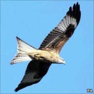 Red kite
