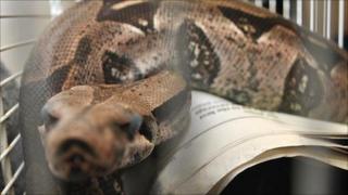 'Kojak' the snake