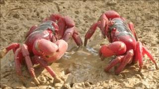 Red crabs. Photo: Mrinalini