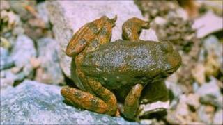 Foothill yellow-legged frog, copyright Pierre Fidenci