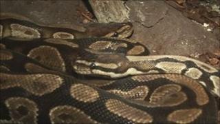 Sid the royal python