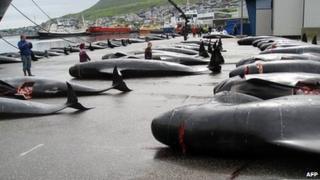 Pilot whale hunt in the Faroe Islands