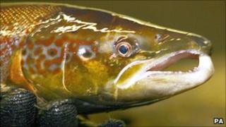 Generic female salmon