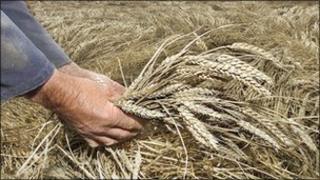 Wheat being held by a farmer