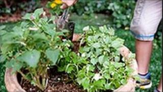 Pot plant