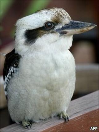 A kookaburra