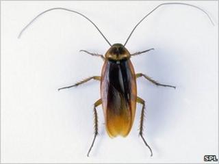 American cockroach (Periplaneta americana)