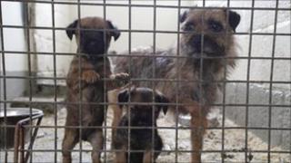Some of the ill-treated dogs