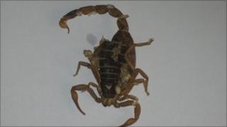 Scorpion