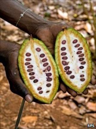 Cocoa beans