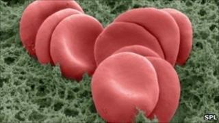 Red blood cells