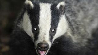 A badger