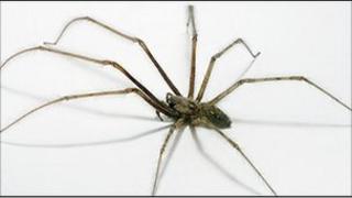spider