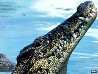 Crocodile, file picture