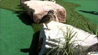 Burrowing owl on the Oasis of the Seas