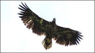 A rare sea eagle soars in the skies over north Antrim